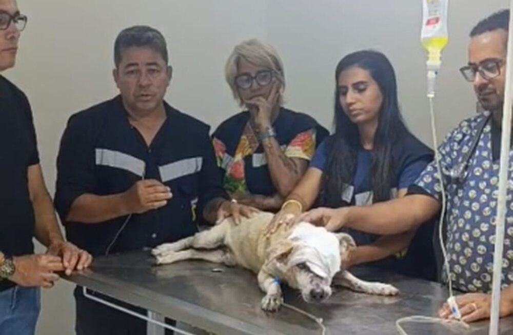 Cachorro é esfaqueado na Grande Aracaju; suspeito está foragido