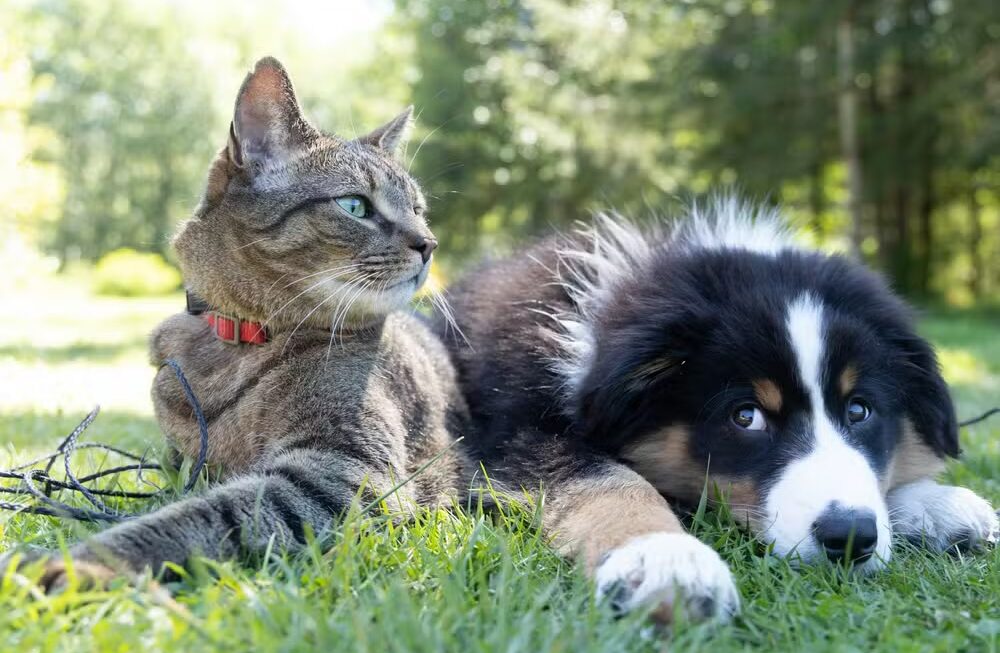 Campanha de adoção animal acontece em Aracaju neste sábado