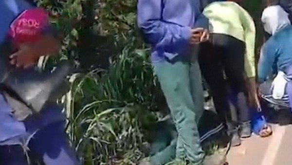 Homem morre e 27 pessoas ficam feridas após ataque de abelhas dentro de ônibus em Sergipe