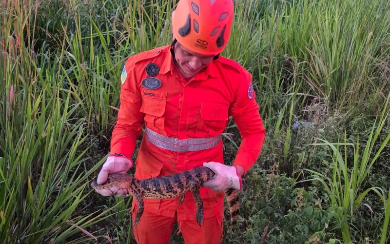 Filhote de jacaré é resgatado em quintal de residência em Lagarto