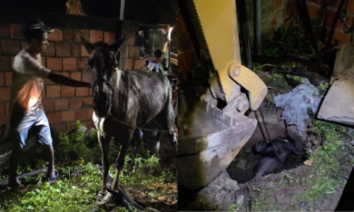 Égua é resgatada após cair em fossa de dois metros em Muribeca