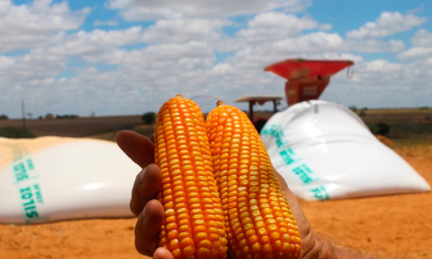 Sergipe lidera produtividade nacional e bate recorde na safra de grãos